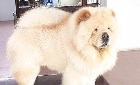 松狮犬和哈士奇哪个好养