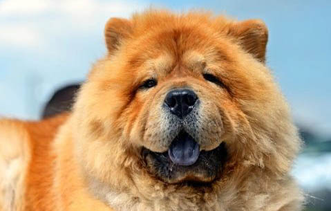 松狮犬为什么禁养?