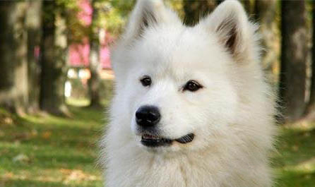 秋田犬和柴犬哪个好养