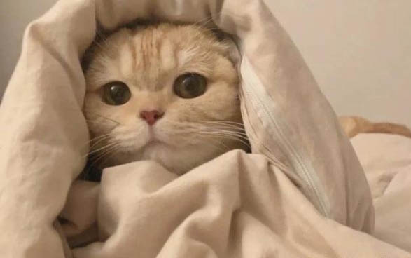 小猫一直叫不停怎么办