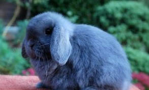荷兰垂耳兔多少钱一只？你家养的哪种垂耳兔