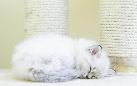 猫出生几天睁眼睛