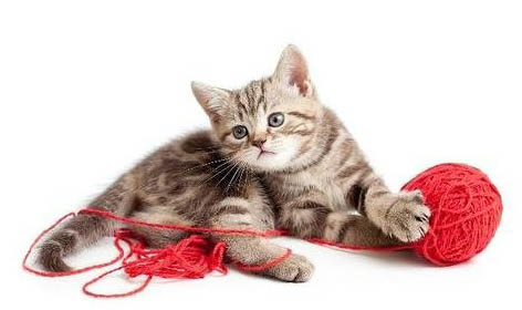 猫咪忽然爱吃榴莲是怎么回事