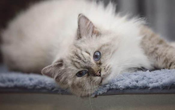 猫是不是故意尿被子里