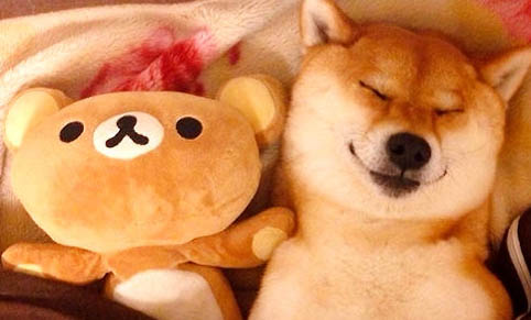 柴犬和哈士奇哪个好养