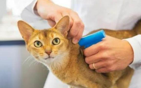 猫咪得了猫瘟一直拉稀该怎么办呀