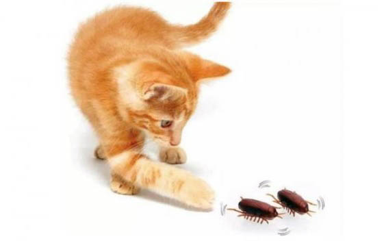 猫咪软便最后有一点血