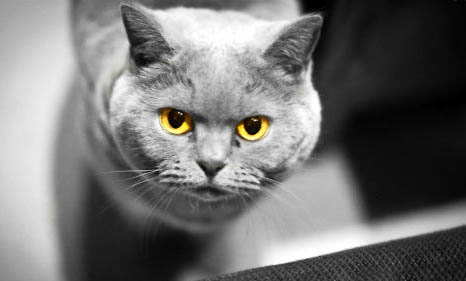 如何应对猫咪撒狗粮的问题
