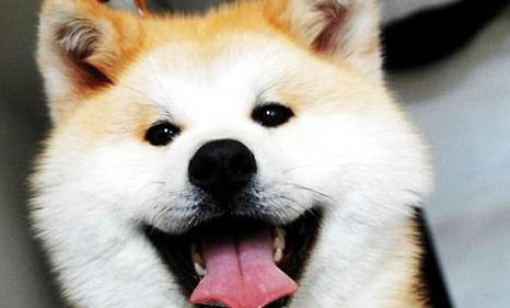 秋田犬和柴犬哪个贵