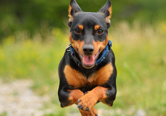 迷你杜宾犬和小鹿犬的区别