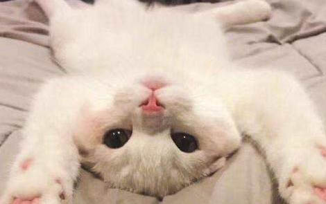 猫咪外伤可以用红霉素软膏吗