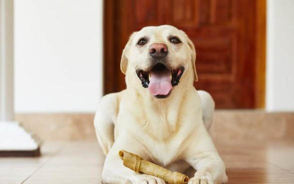 萨摩耶幼犬价格一般多少钱一只