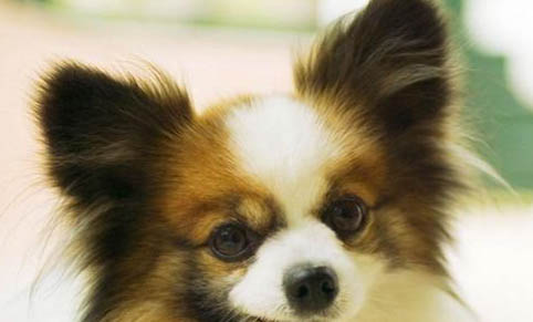 狗狗犬瘟多久会发病?