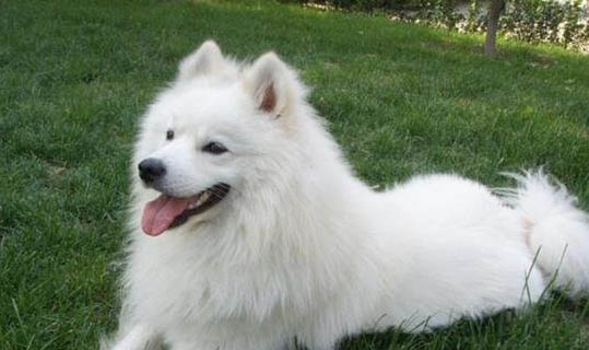怎么检查狗狗有没有得狂犬病
