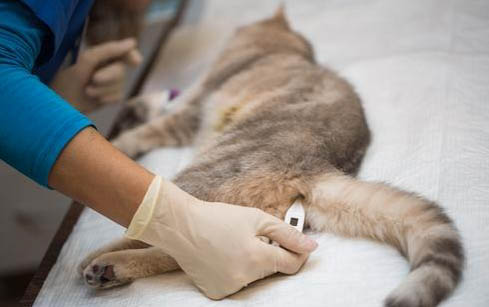 猫舔过的爪子病毒能存活多久