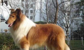 苏格兰牧羊犬可以吃葡萄吗?