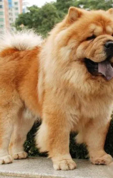 松狮犬慢性支气管炎症状