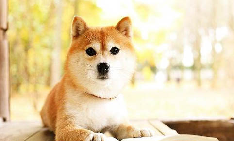 柴犬成年体重是多少斤?