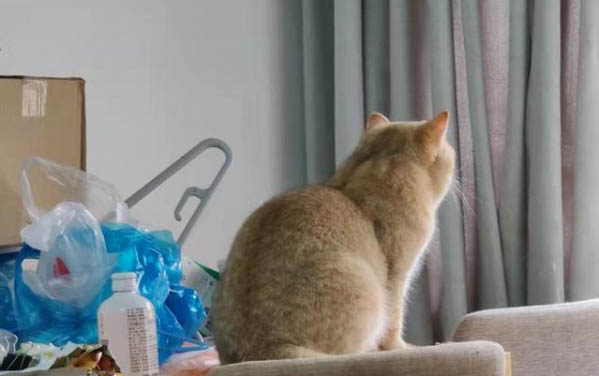 小猫有点打喷嚏可以打疫苗吗?