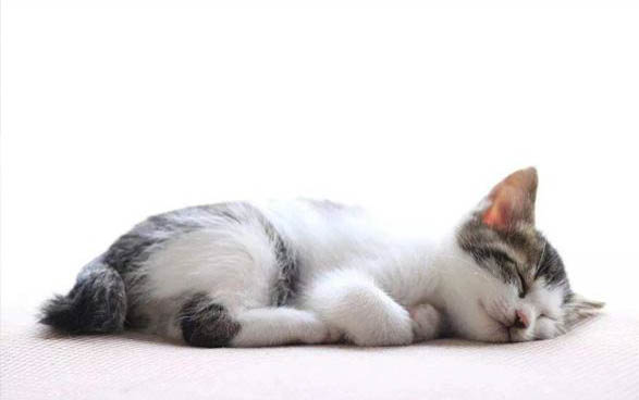 猫精神不好食欲不振还呕吐