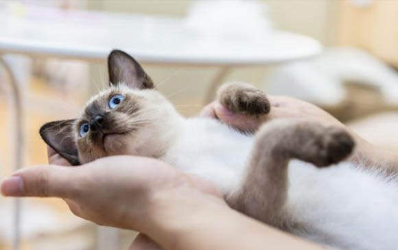 猫耳朵长癣会传染人么