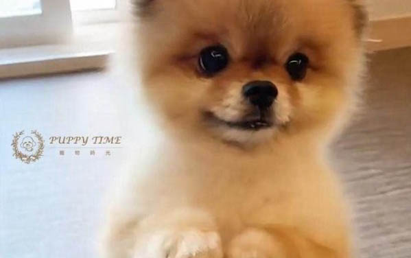 狗狗拉稀要禁食多久