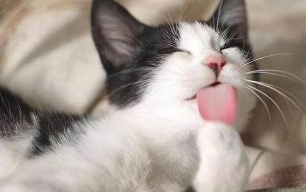 小猫晚上一直叫的原因及解决办法