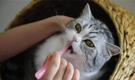 猫咪有口臭正常吗