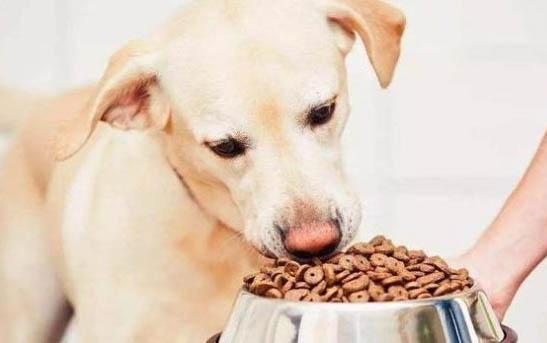 狗狗为什么睡觉突然哭了呢
