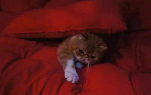 小猫吃多了拉稀呕吐怎么办