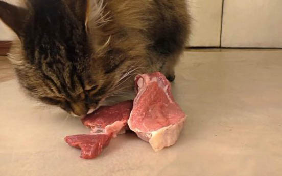 猫咪爪子烂了发出恶臭