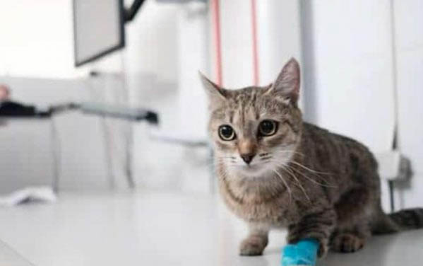 猫从三楼跳下去有事吗？