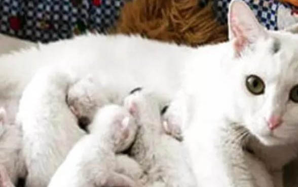 怎么判断猫咪得了猫瘟呢