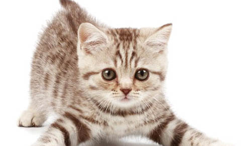 20天的猫能养活吗