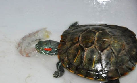 巴西龟肠炎的症状表现