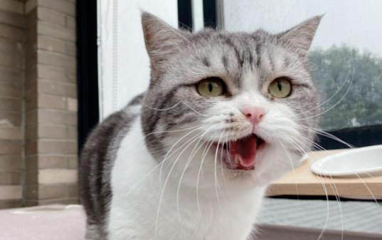 5元的小猫在哪买,购买小猫五元一只可能吗