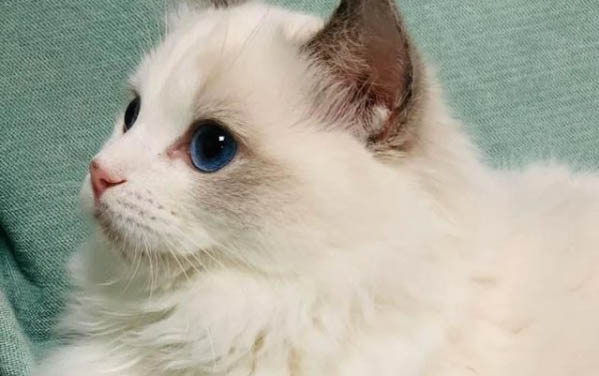 布偶猫幼猫的眼睛蓝膜多久消失