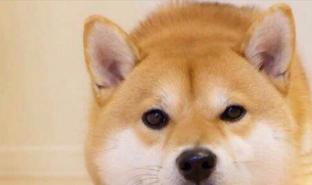 柴犬是不是日本的土狗?