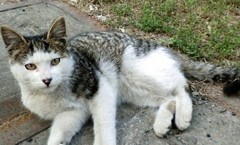 冬季要怎么帮助流浪猫御寒?