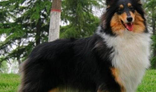 苏格兰牧羊犬身体发抖的原因及处理方法