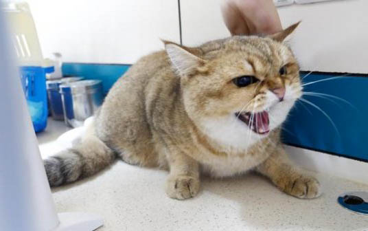 散养猫咪为什么胆小了
