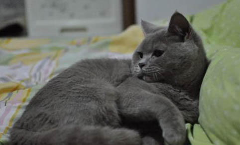猫对兰花过敏吗