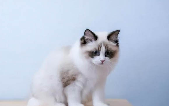 猫耳朵多久清理一次