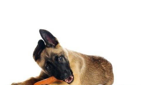棉花面纱犬哪里有卖