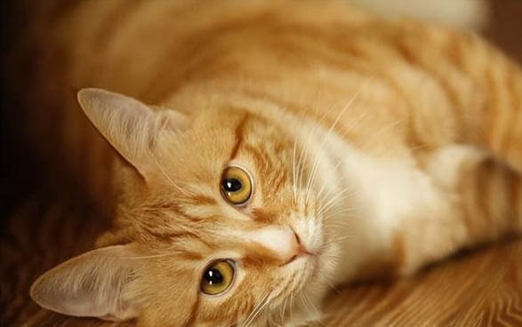 小猫离开妈妈要叫几天