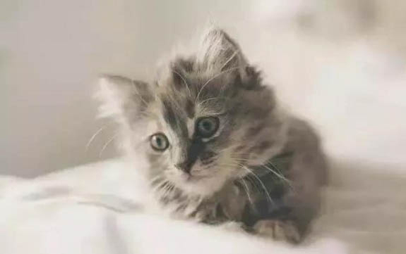 哪种猫好养又不贵?