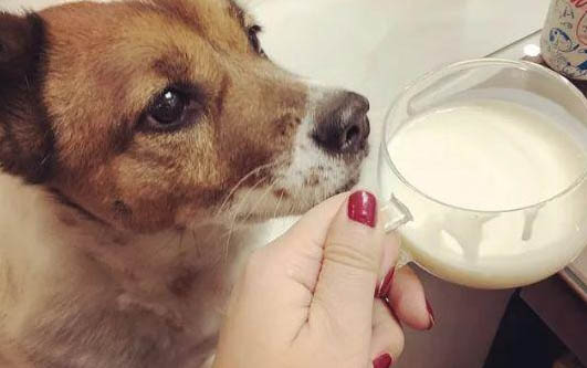狗狗能不能吃猪肉吗?