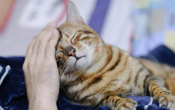 如何判断小猫是否饥饿