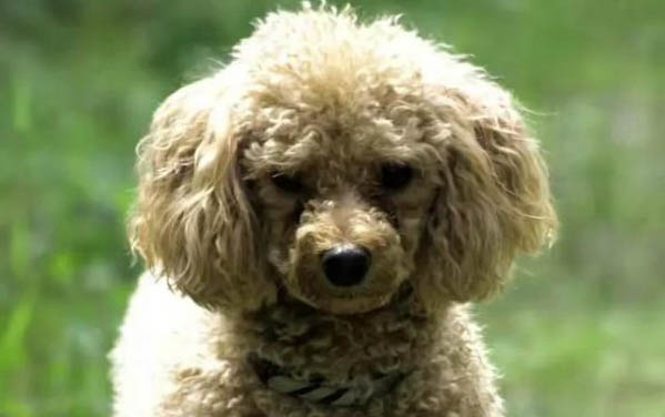 给狗狗吃甜甜圈怎么样好吃吗