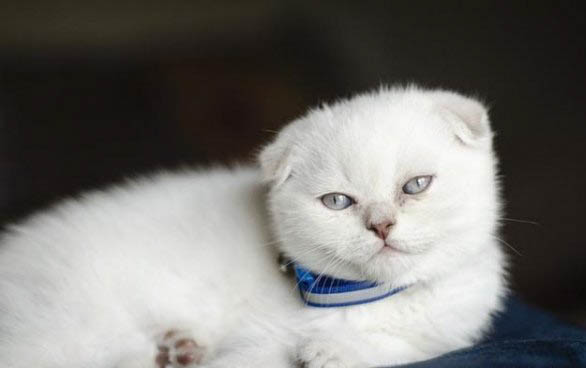 猫妈妈会怎么处理死掉的小猫